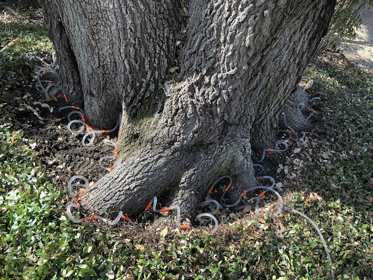Detailed Tree Cabling and Bracing job site in Beaver City